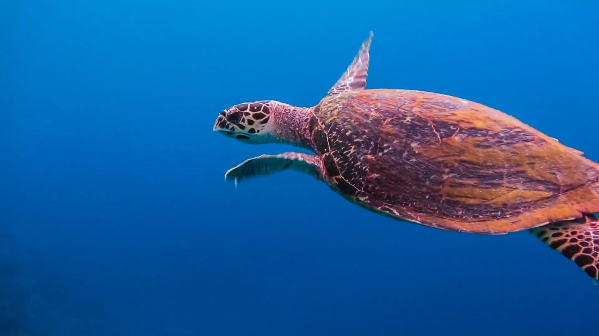 Zeeschildpad in helderblauw water